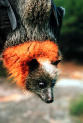 flying fox